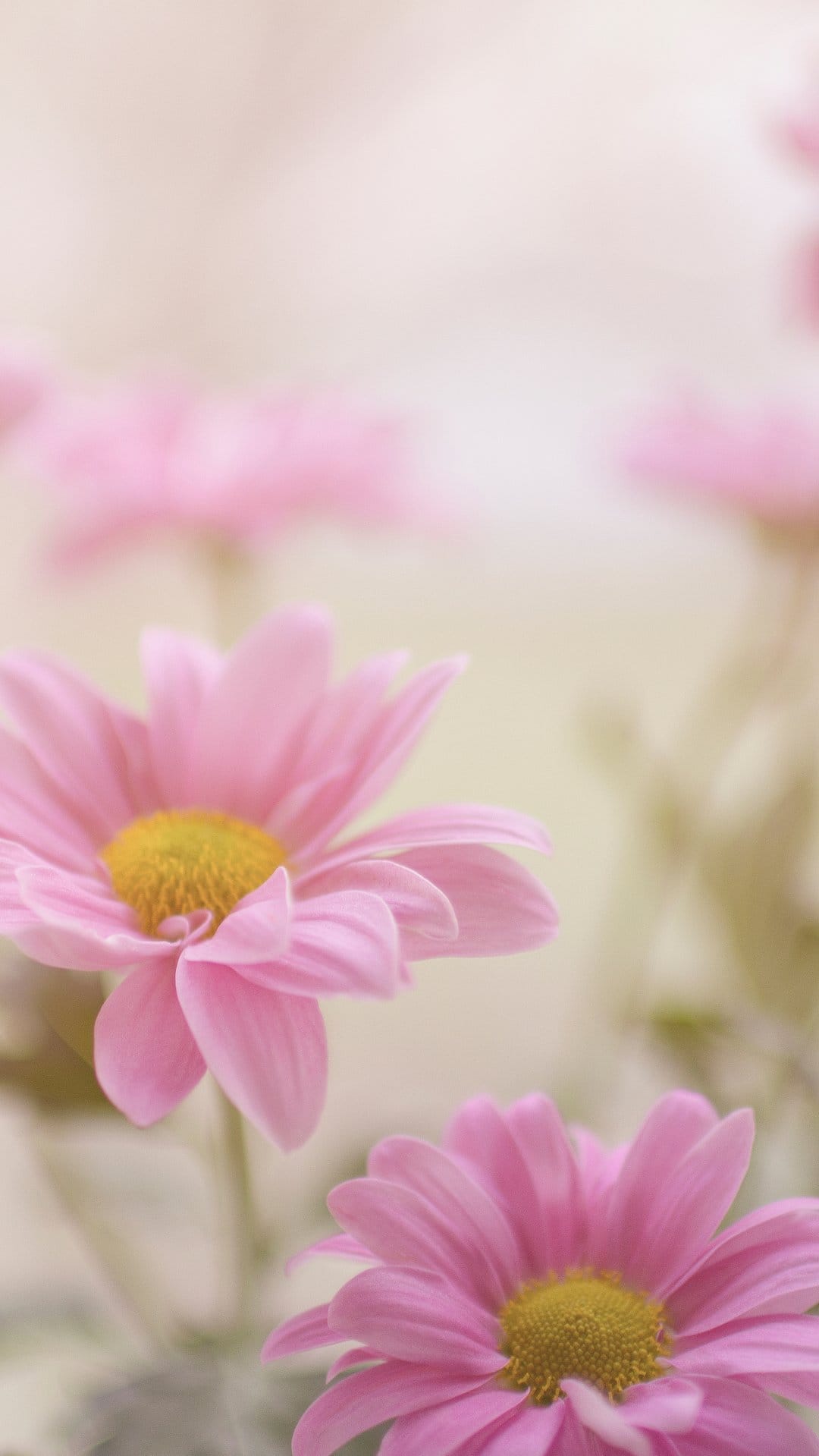 Pink chrysanthemum flowers with yellow centers bloom in a soft focus macro shot with a blurred background.