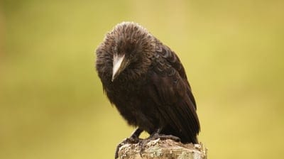 Young black crow with ruffled feathers bows its head while perched on a weathered wooden post in soft light.