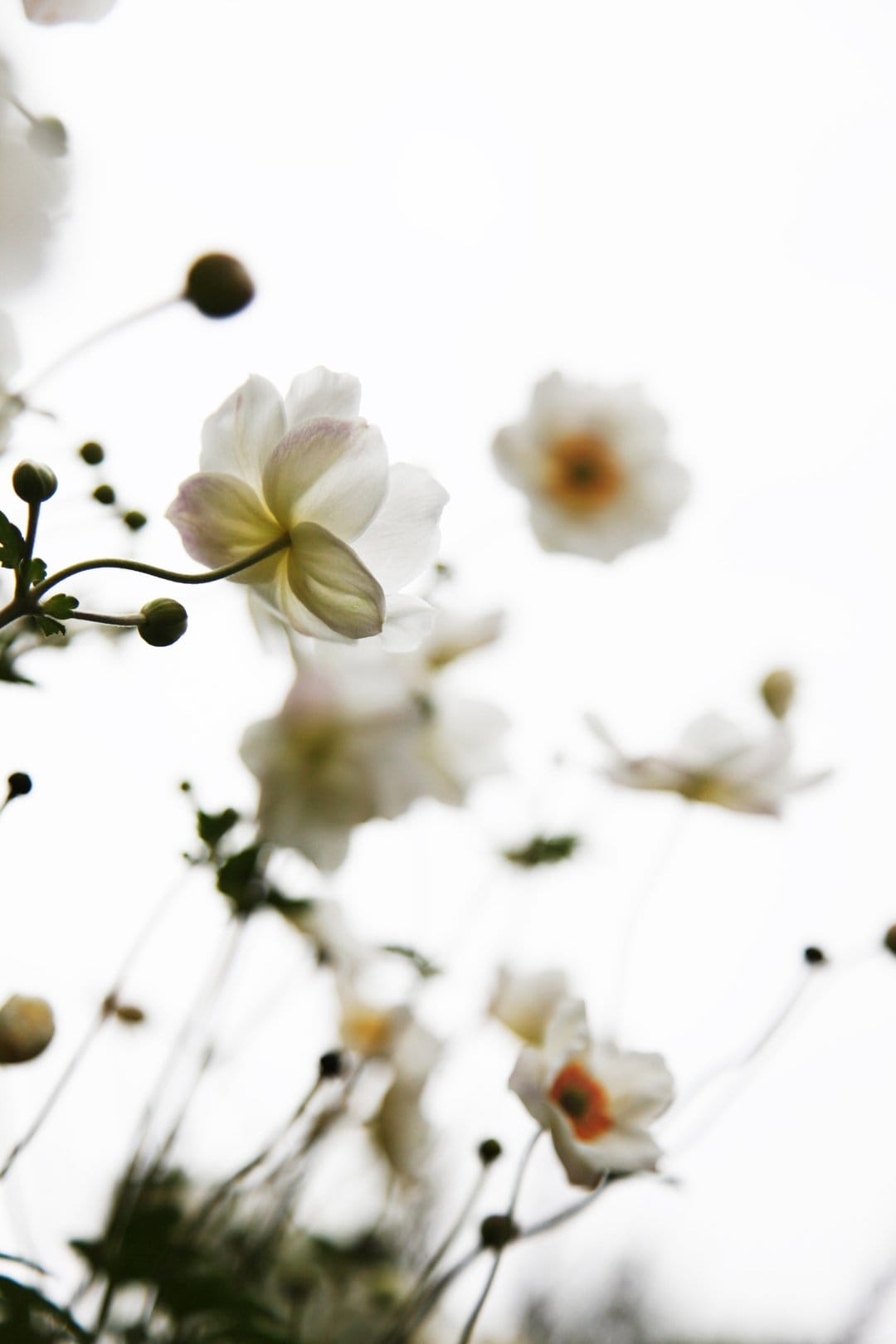 White anemone flowers with orange centers and soft pink tints blur into a bright, overcast white sky view.