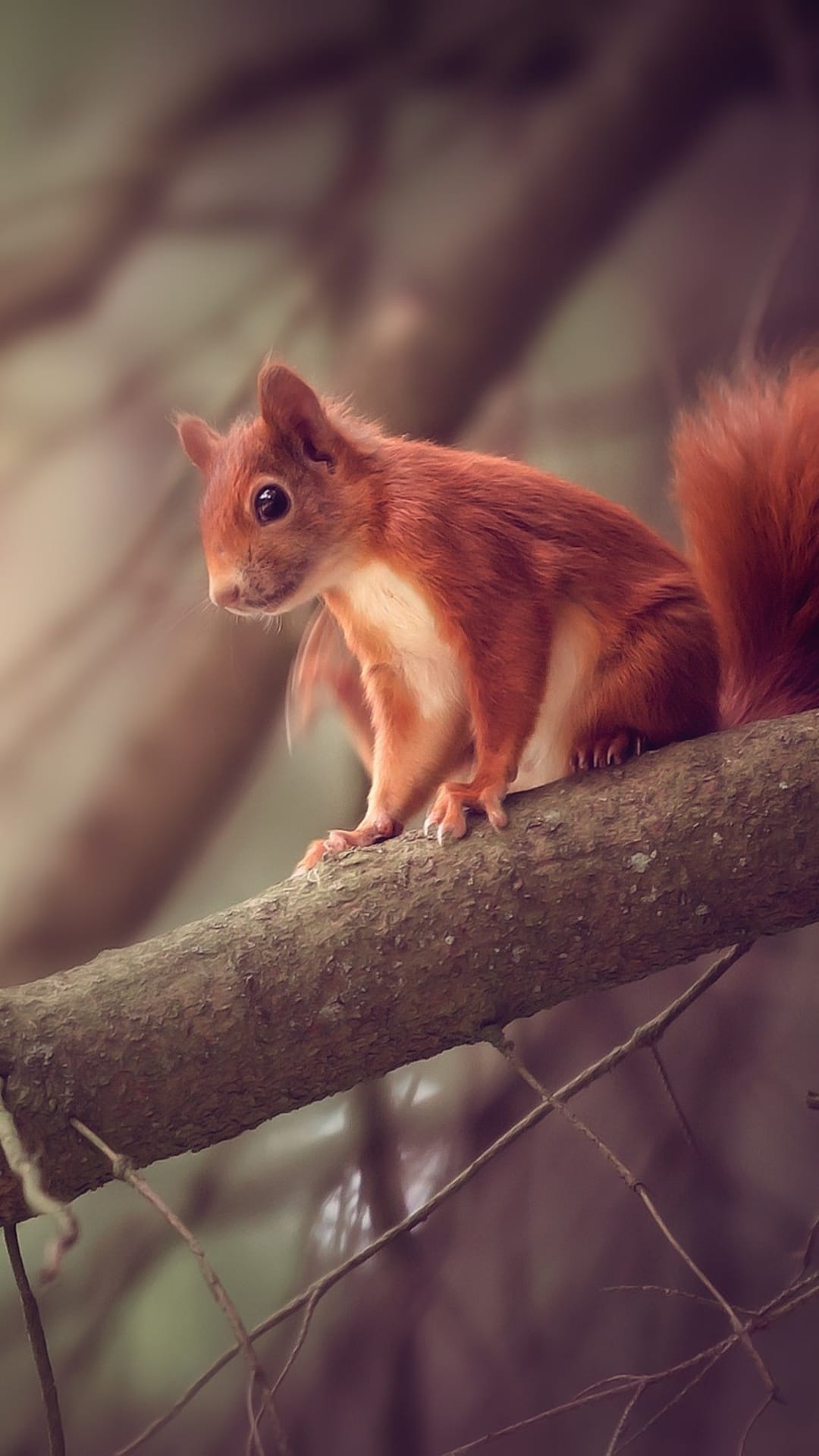 Red squirrel with ginger fur and a bushy tail sits on a tree branch against a blurred green forest background.
