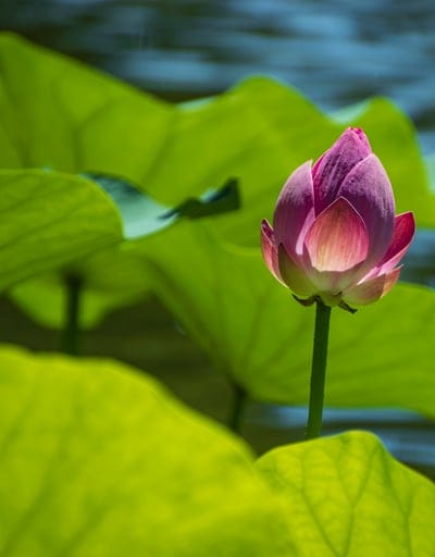 Pink lotus bud rises vertically above green lily pads in a dark pond with a blurred water background.