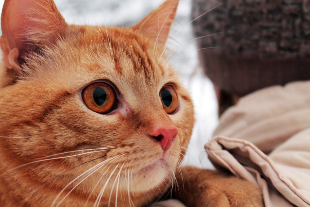 Ginger tabby cat with wide amber eyes and a pink nose held by a person in a blurry, snow-covered outdoor setting.