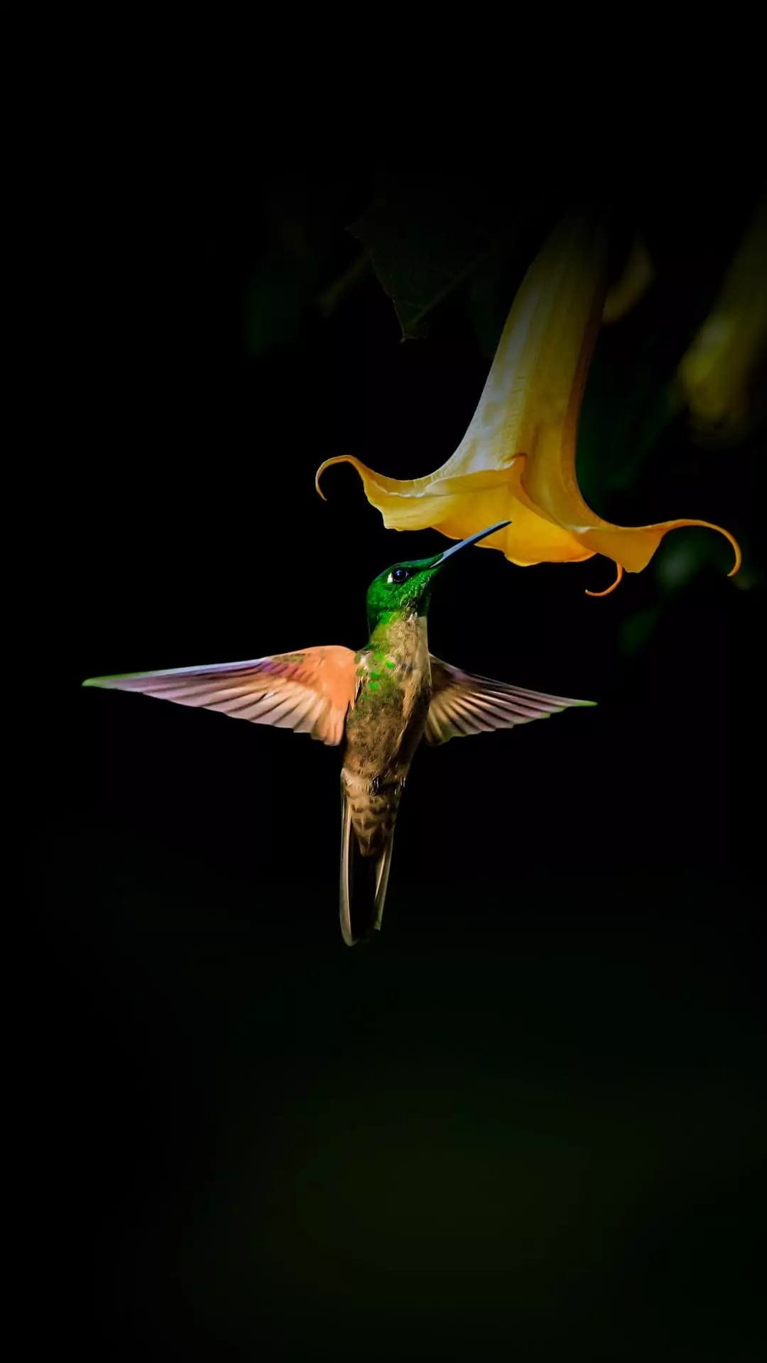 Emerald hummingbird hovers with its long beak inside a yellow trumpet flower against a dark, blurred background.