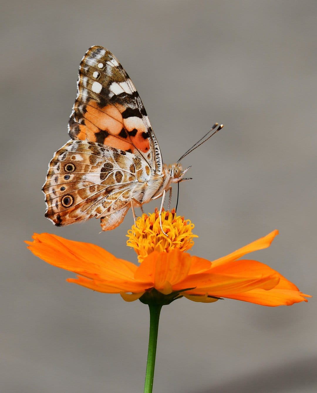 Painted Lady butterfly with orange and black wings perched on a textured orange flower with a gray backdrop.
