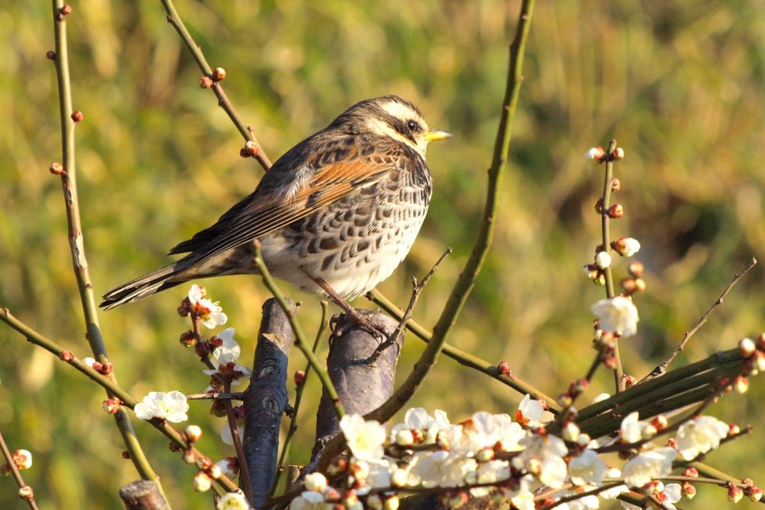 Brown songbird with a white eye stripe perches on a cherry blossom branch among white flowers and soft green buds.