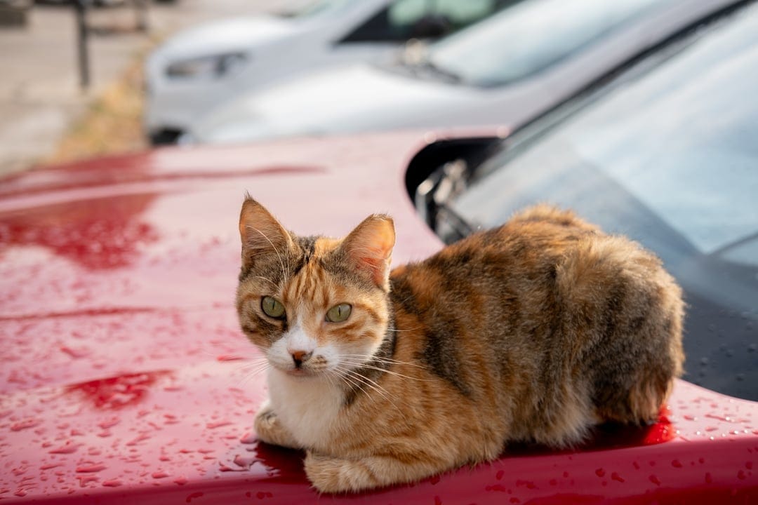 Calico cat with green eyes sits on a wet red car hood covered in water droplets with a blurred street background.