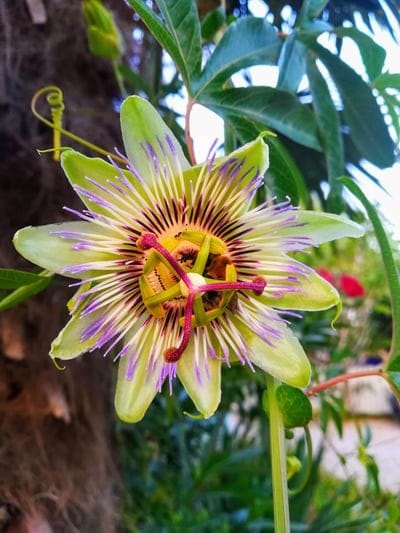 passion flower,flower background,flower,plant,passiflora,bloom,blossom,exotic,beautiful flowers,garden,nature,flower wallpaper,closeup