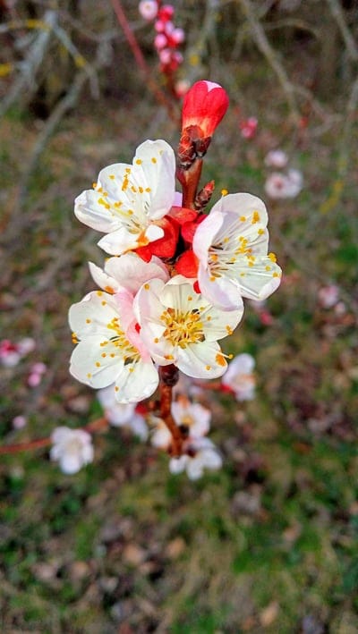 White apricot blossoms with yellow stamens and a red bud glow against a blurred green and brown orchard background.