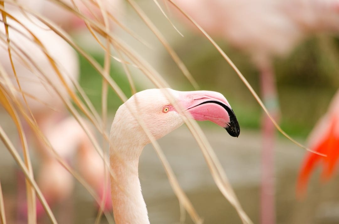 Flamingo head and neck peeking through dry yellow grass with a blurred background of birds and orange legs.
