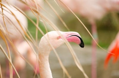 Flamingo  wallpaper,Flamingo,Flamingo  background,bird,wildlife
