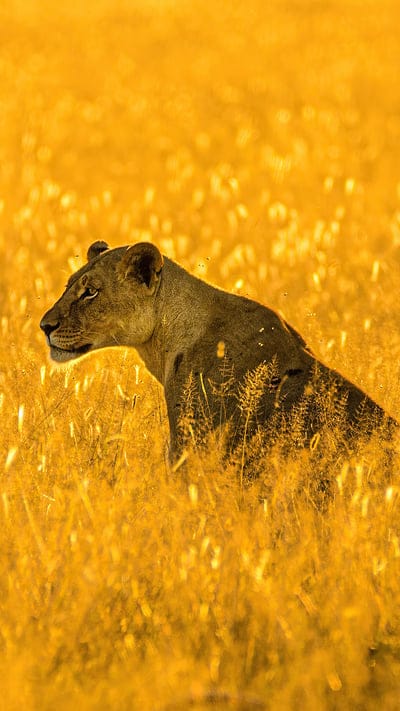 wildlife photography, African safari, golden hour, predator, big cat, sunlit, savanna, nature, animal, huntress, elegant, majestic, powerful, wilderness, felidae, carnivore, sun's glow, grassland