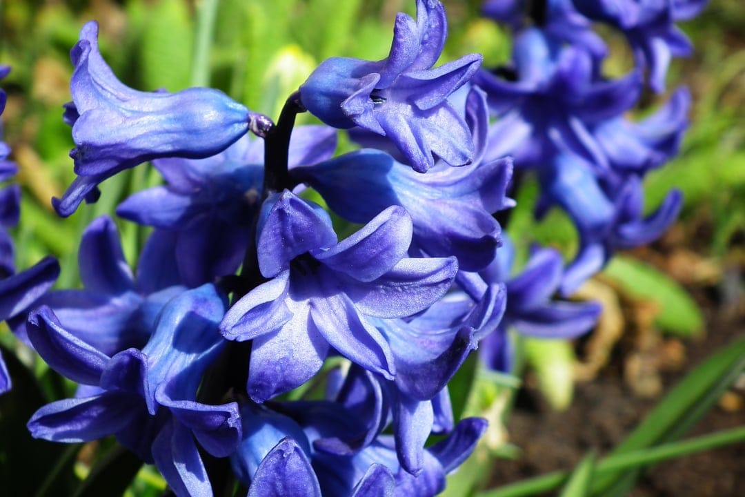 Blue hyacinth flowers with curled bell-shaped petals and fuzzy stamens set against a soft green garden background.