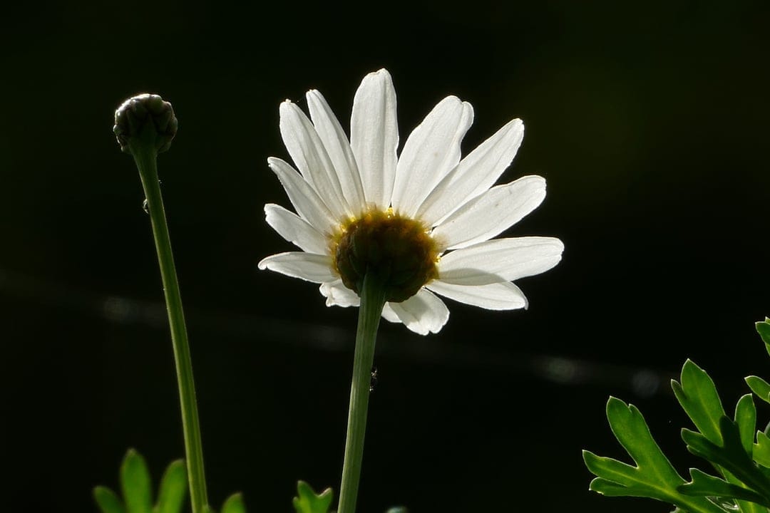Daisy petals with glowing edges stand beside a flower bud and green leaves against a dark backdrop.