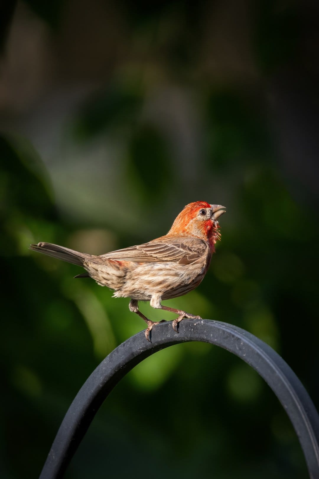 Male house finch with red feathers sings on a metal perch against a blurred background of green summer leaves.