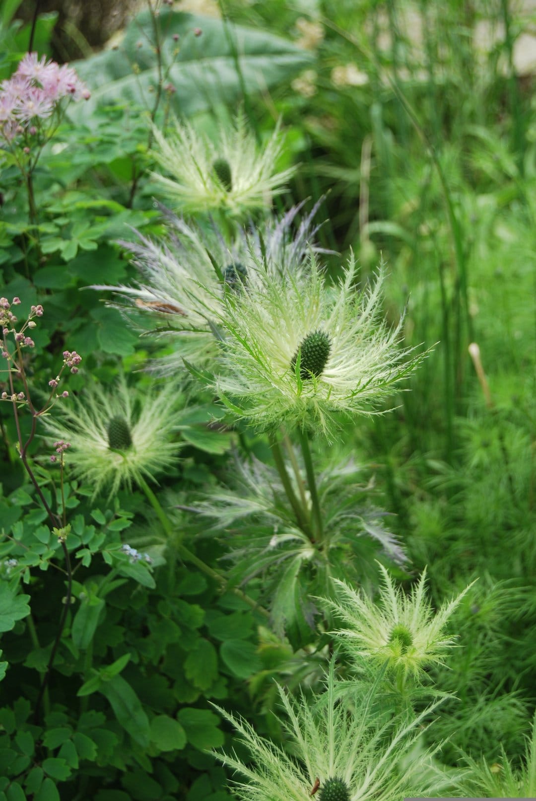 White feathery seed heads with silky filaments sit against a blurred background of vibrant green garden leaves.