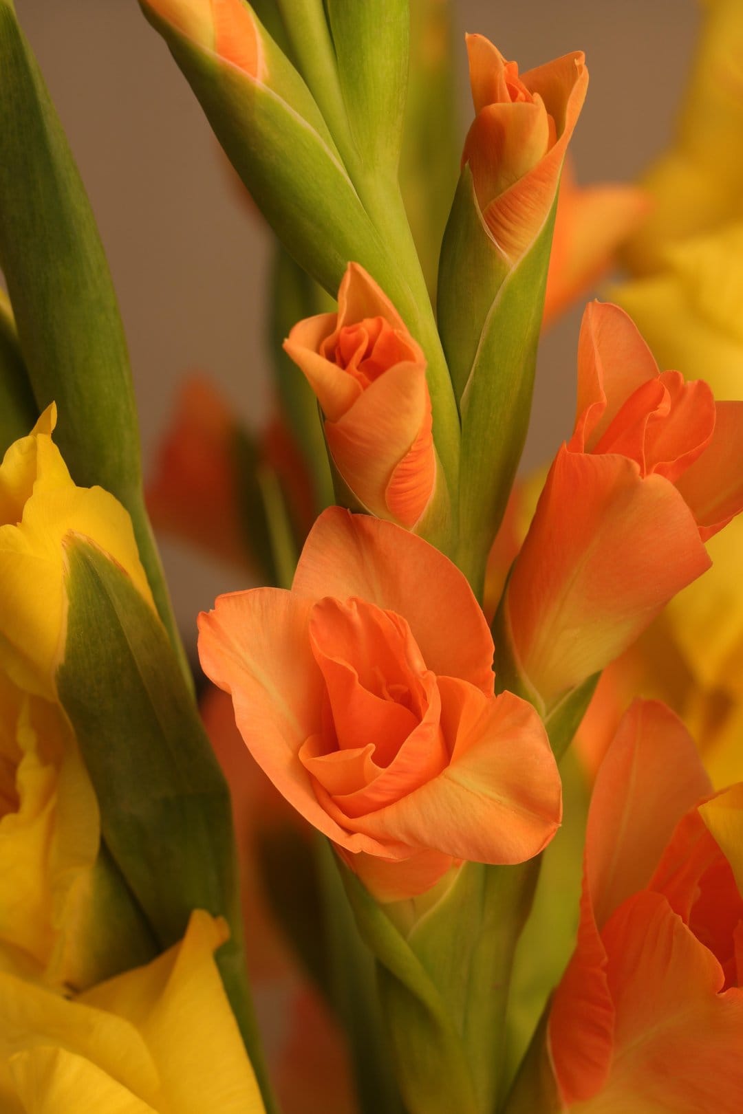Orange gladiolus flowers and tightly closed buds display delicate petal textures in a macro garden close-up.