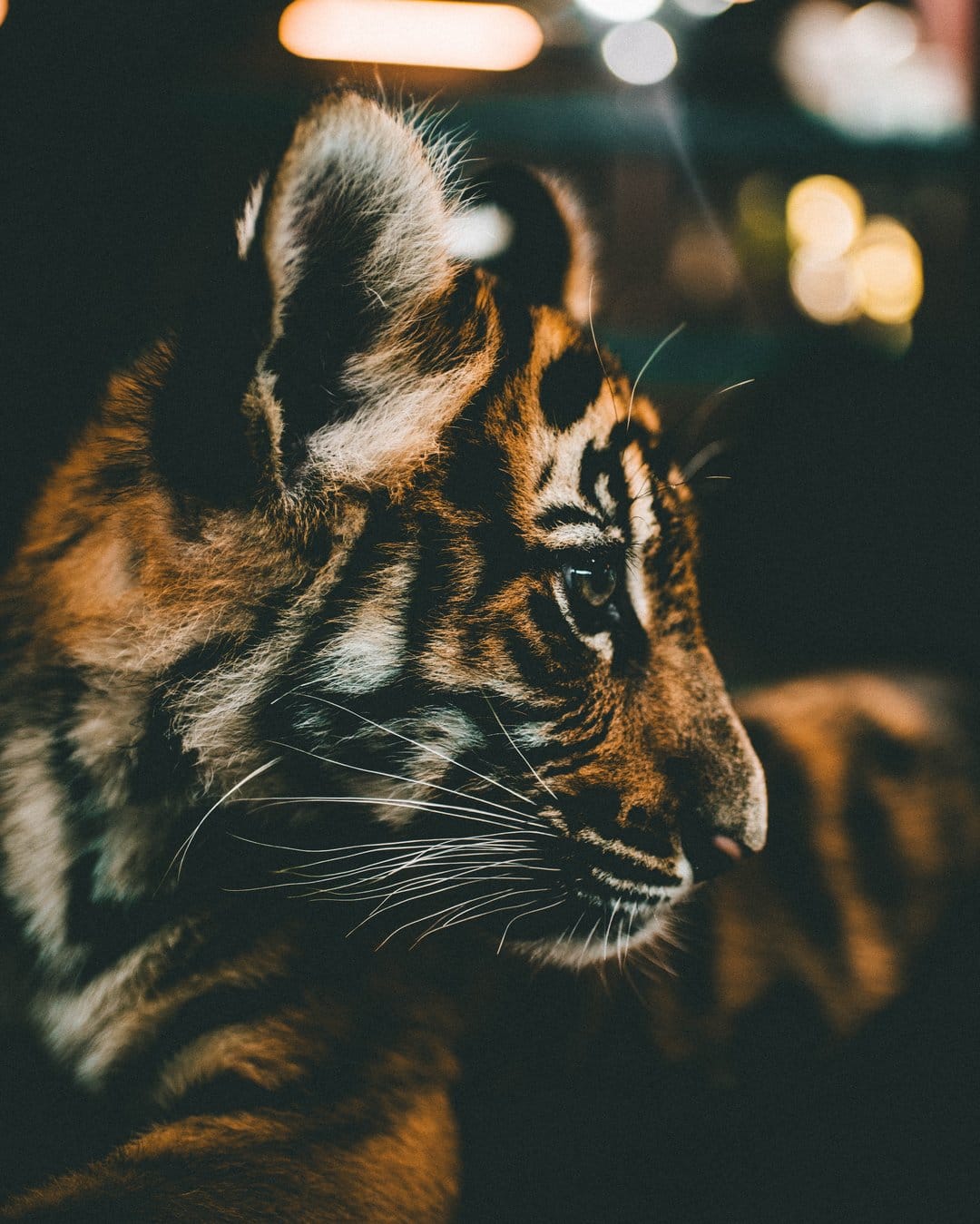 Tiger cub with orange and black stripes gazes forward against a dark background with blurred golden light spots.