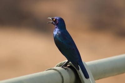 Purple starling with iridescent feathers singing on a metal pipe against a soft-focus green background.