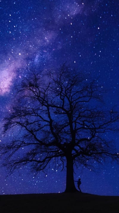 blacktreeinstarynight,blacktreeingalaxysky,darktreeatnight,treeatnight,starysky,night,nature 