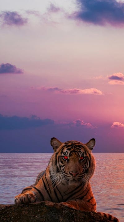 tiger, sunset, wildlife, nature, majestic, red eyes, powerful, big cat, sky, water, vibrant, mystical, predator, animal, twilight, dramatic, serene, wild, reflection, beautiful