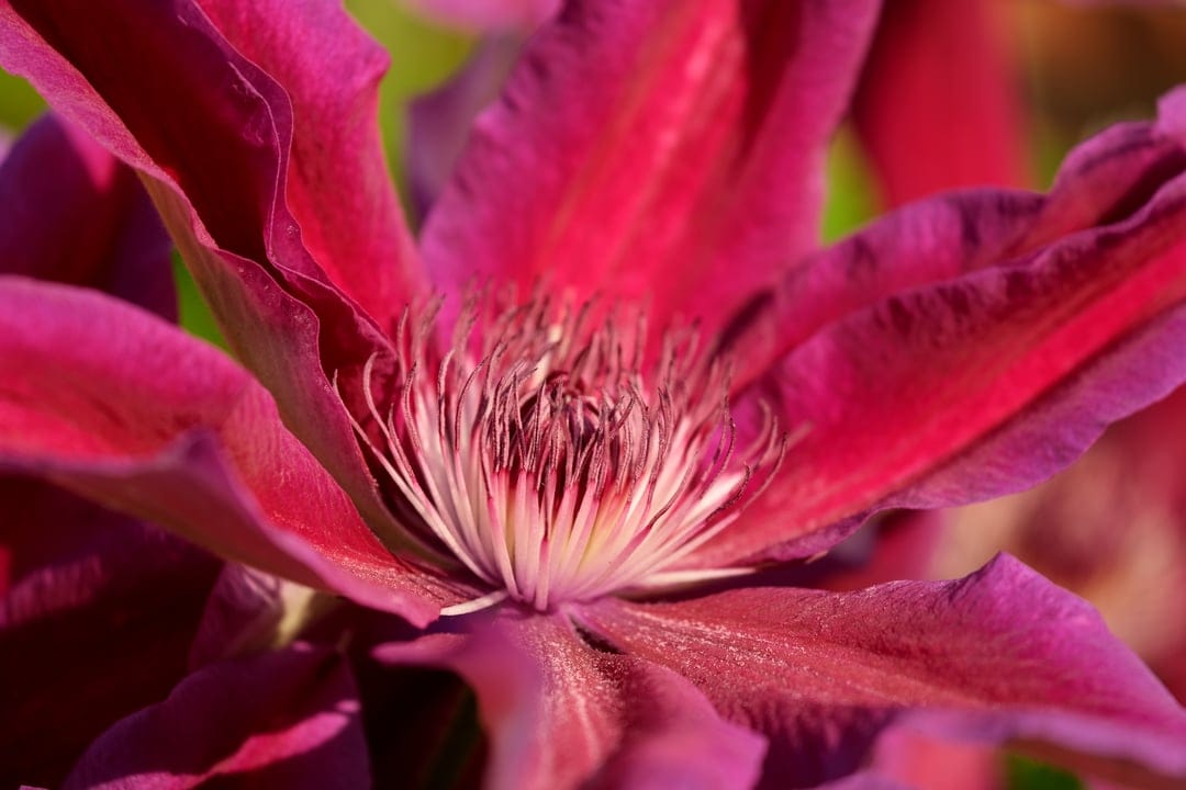 Purple clematis flower macro showing detailed white stamens and velvet magenta petals in a sharp close-up shot.