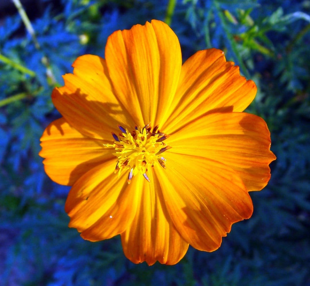 Orange cosmos flower with radiant petals and a textured center blooms against a blurred dark blue background.
