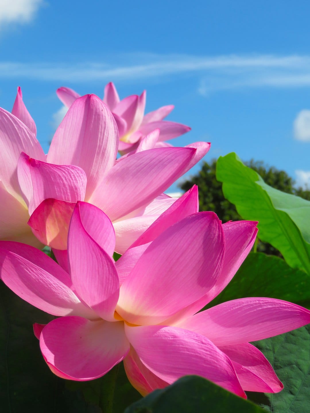 Pink lotus flowers with layered petals bloom against a bright blue sky with green leaves at the bottom.