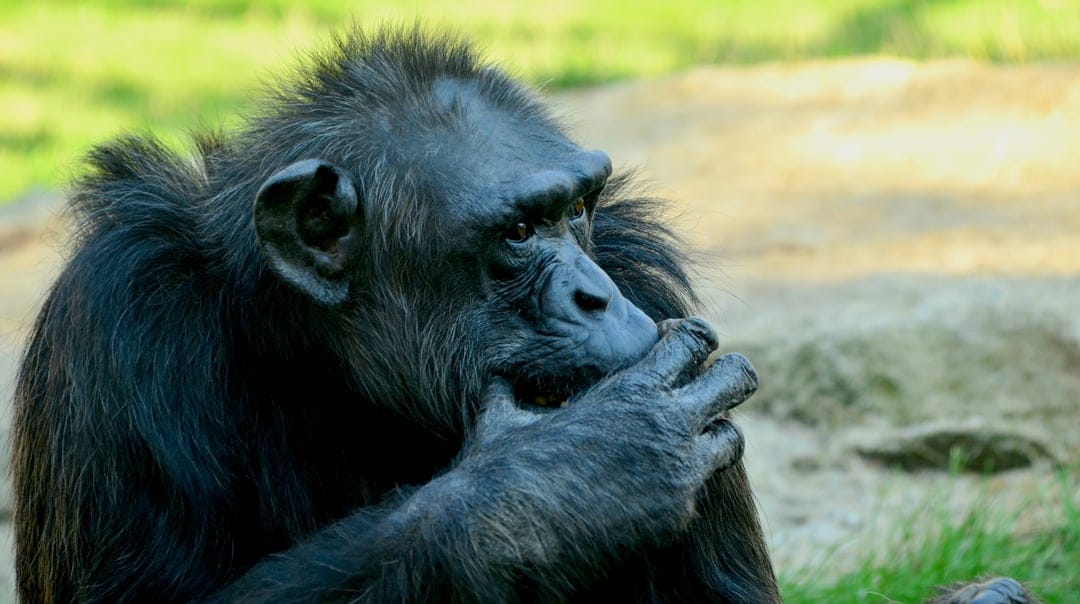 Chimpanzee with dark fur holds a hand to its mouth while looking sideways against a blurred green forest background.
