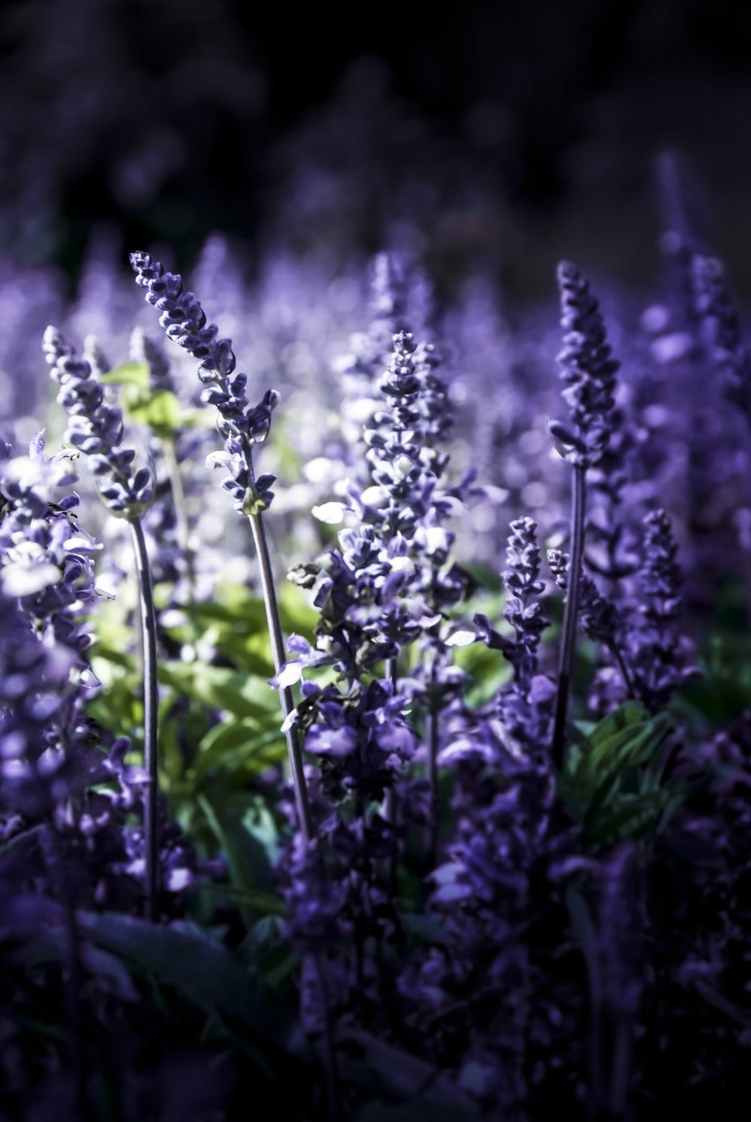 Purple salvia flower spikes with soft lighting against a dark blurred background in a portrait orientation.