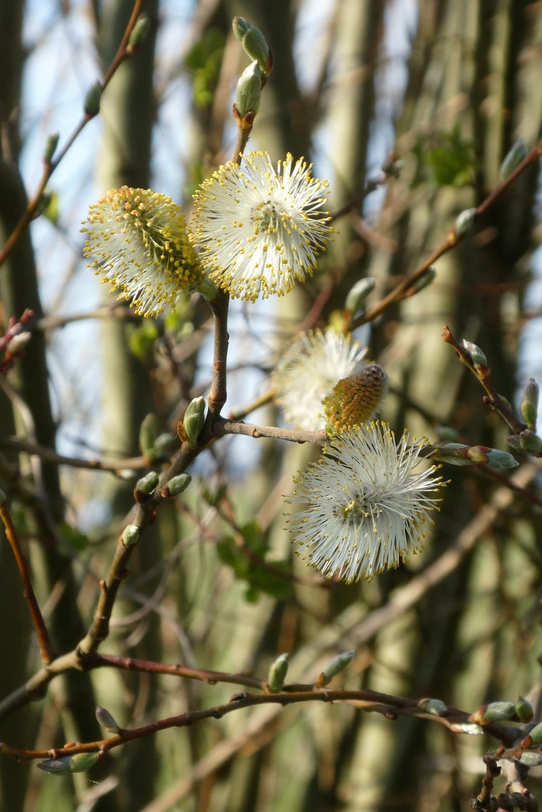 Soft white pussy willow catkins with yellow tips on a branch against a blurred blue and green spring landscape.