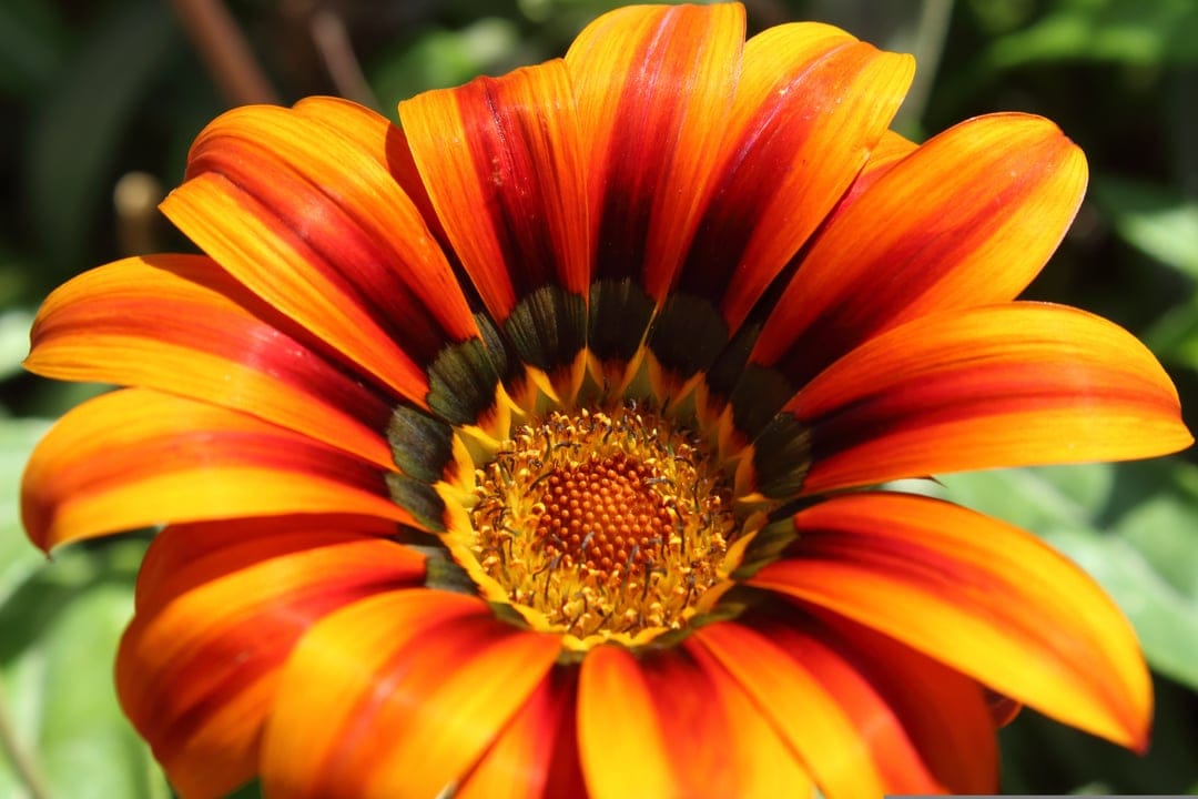 Orange and yellow striped gazania flower shows detailed golden stamens in a macro botanical phone background.