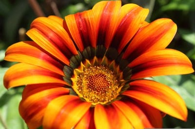 gazania, flower, orange, yellow, striped petals, close-up, macro, nature, floral, bloom, botanical, garden, summer, vibrant, colorful, sunflower family, daisy, petals, stamens, wildflower, plant, photography, beauty