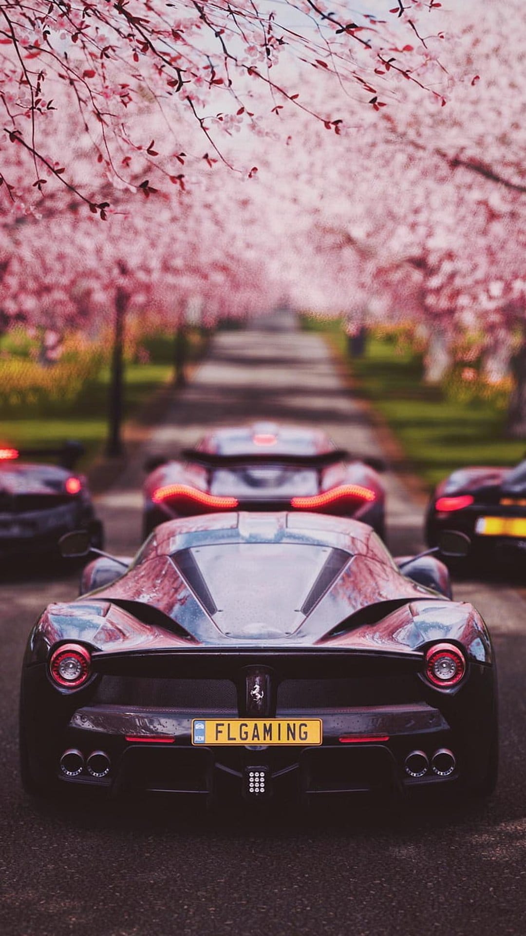 Luxury sports cars parked on a road lined with pink cherry blossom trees during a vibrant spring morning.