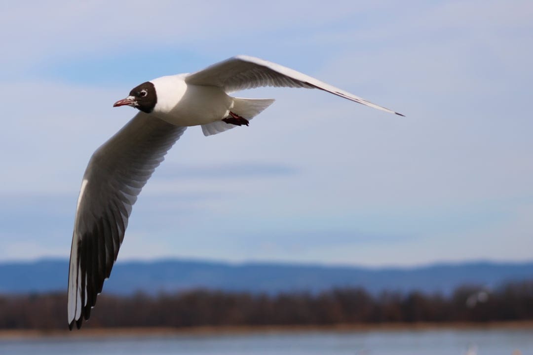 Laughing gull with black head and white wings flies over a blurred mountain landscape and a quiet lake.