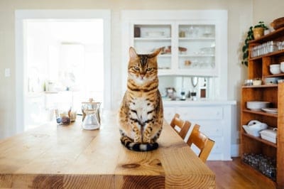 Cats,Cats wallpaper,Cats background,pets wallpaper,cut cet