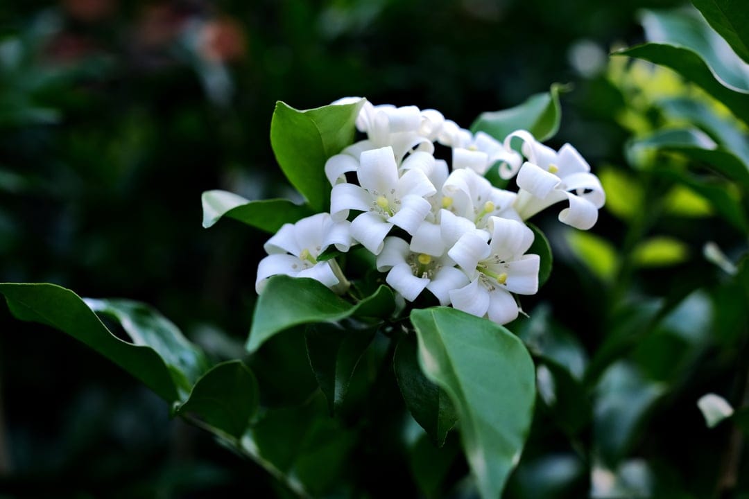 Jasmine blossoms with white petals and yellow centers reveal intricate textures on a leafy green backdrop.
