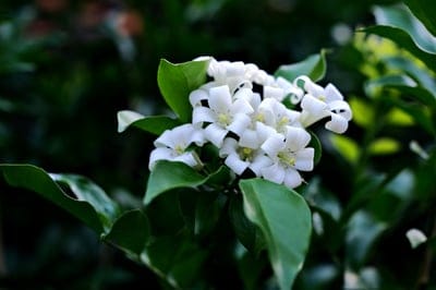 white jasmine flowers, blooming flowers, fragrant blossoms, green foliage, nature photography, floral close-up, delicate petals, yellow stamens, serene composition, elegant bloom, botanical beauty, garden flowers, outdoor photography, spring blossoms, summer flowers, plant detail, jasmine plant, fragrance, natural beauty, macro photography, leaf and flower, asian jasmine, jasmine sambac