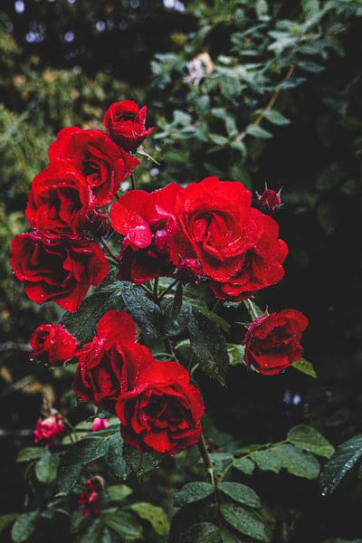 Crimson roses with clear water droplets on velvet petals against a blurred background of dark green leaves.