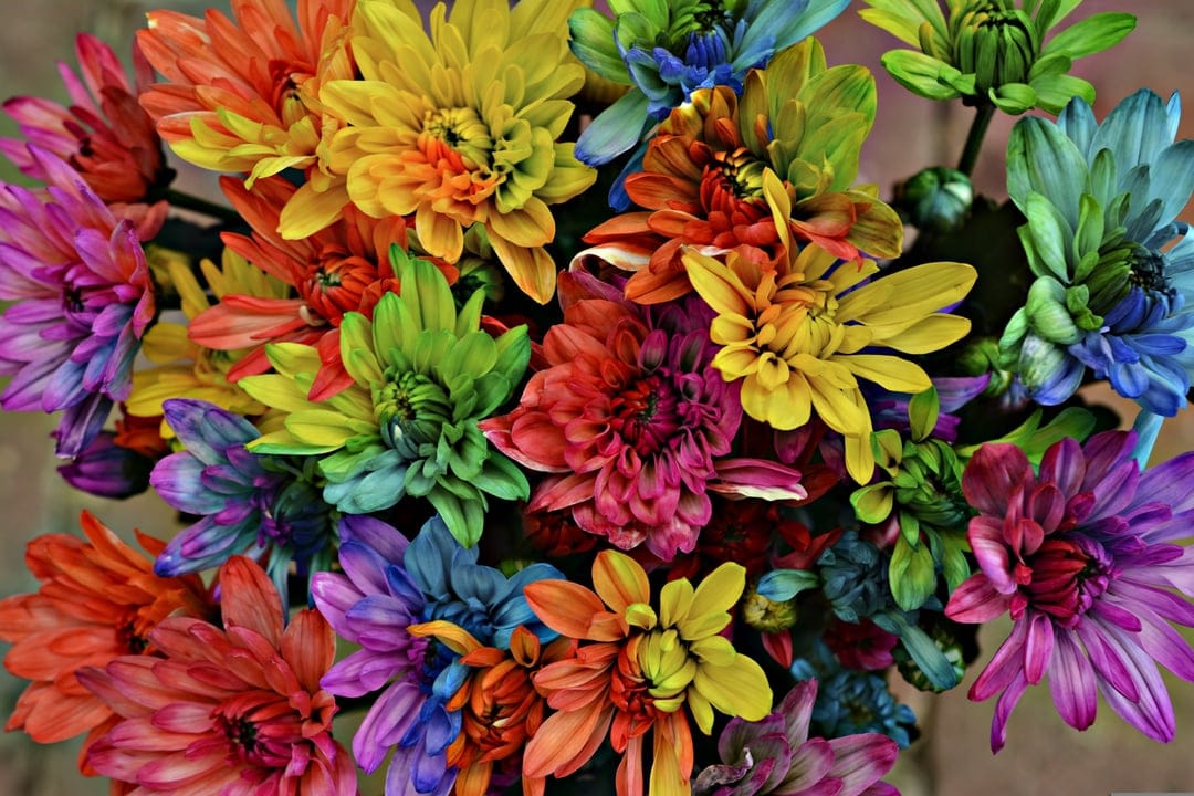 Chrysanthemums with rainbow petals arranged in a dense overhead bouquet showing intricate textures and layers.