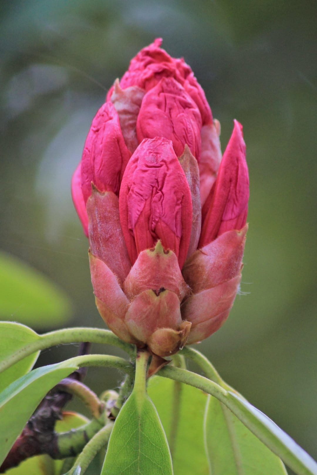 Pink rhododendron bud with tightly furled petals and green leaves against a soft-focus natural background.