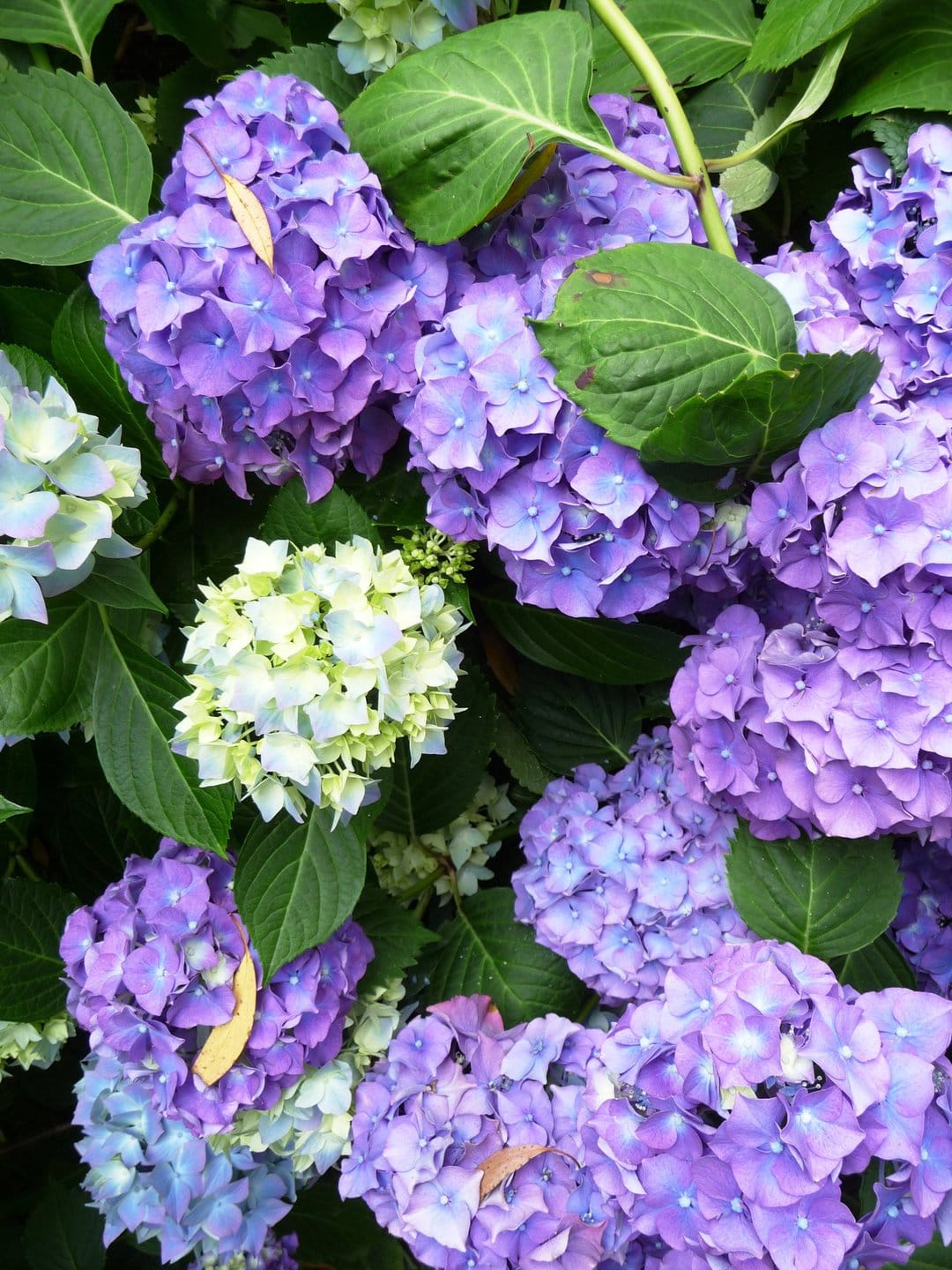 Purple hydrangea petals and green leaves clustered together in a close-up botanical garden arrangement.