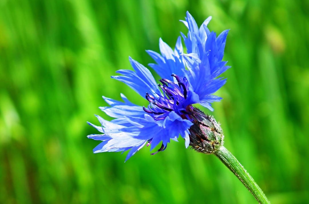 Blue cornflower with violet-tipped petals stands against a soft green meadow background in a macro close-up.