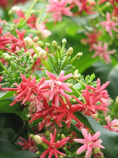 Combretum indicum, Rangoon Creeper, Chinese Honeysuckle, pink flowers, red flowers, tropical vine, fragrant flowers, star-shaped flowers, floral photography, garden flowers, blooming vine, nature photography, botany, exotic flowers, plant beauty, seasonal flowers, outdoor photography, vibrant colors, delicate petals, flowering plant, creeper vine, horticulture