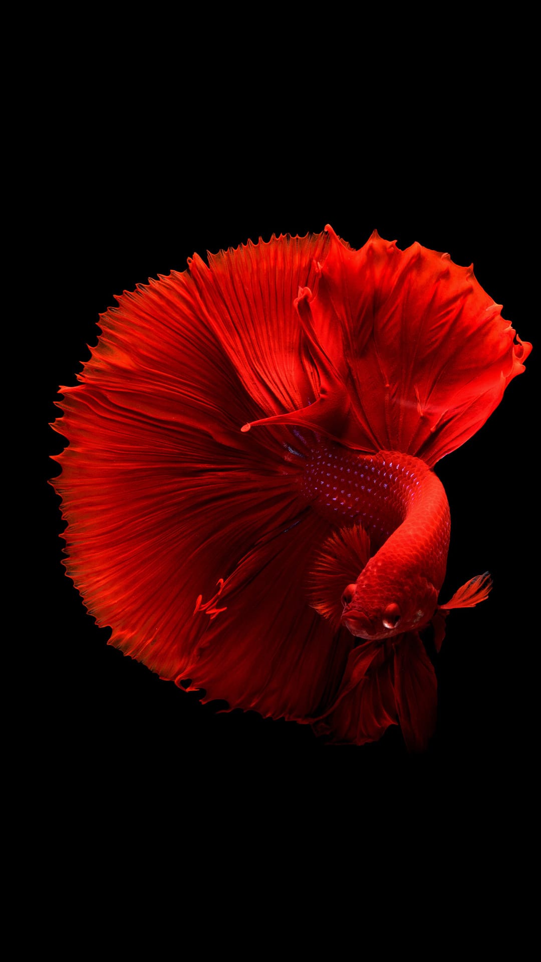Red Betta fish with expansive, flowing fins swimming against a solid black background in a vertical view.