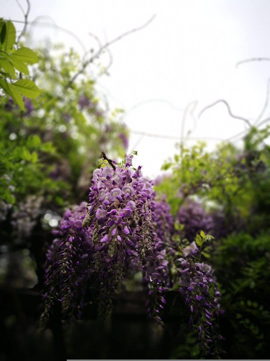 Purple wisteria flowers hang in dense clusters alongside green leaves against a soft-focus garden background.