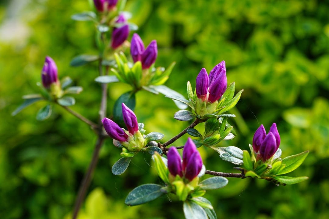 Purple azalea buds on thin branches against a blurred green leaf background in a close-up macro view.