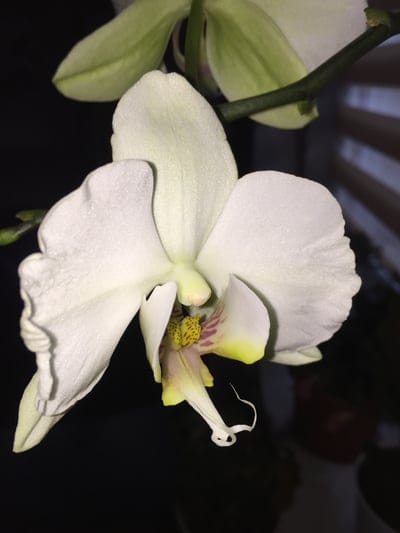 White orchid flower with yellow and purple center markings and water droplets on petals against a dark background.