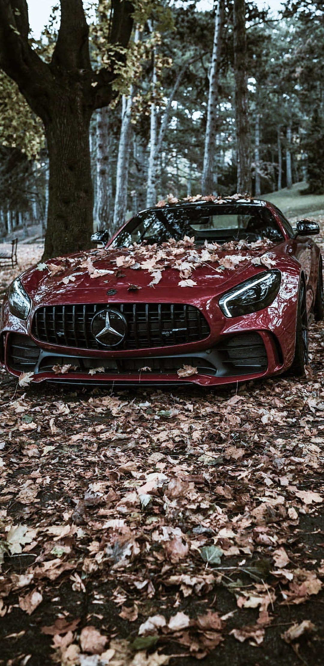 Red Mercedes AMG sports car parked in a forest with orange autumn leaves scattered across the hood and windshield.