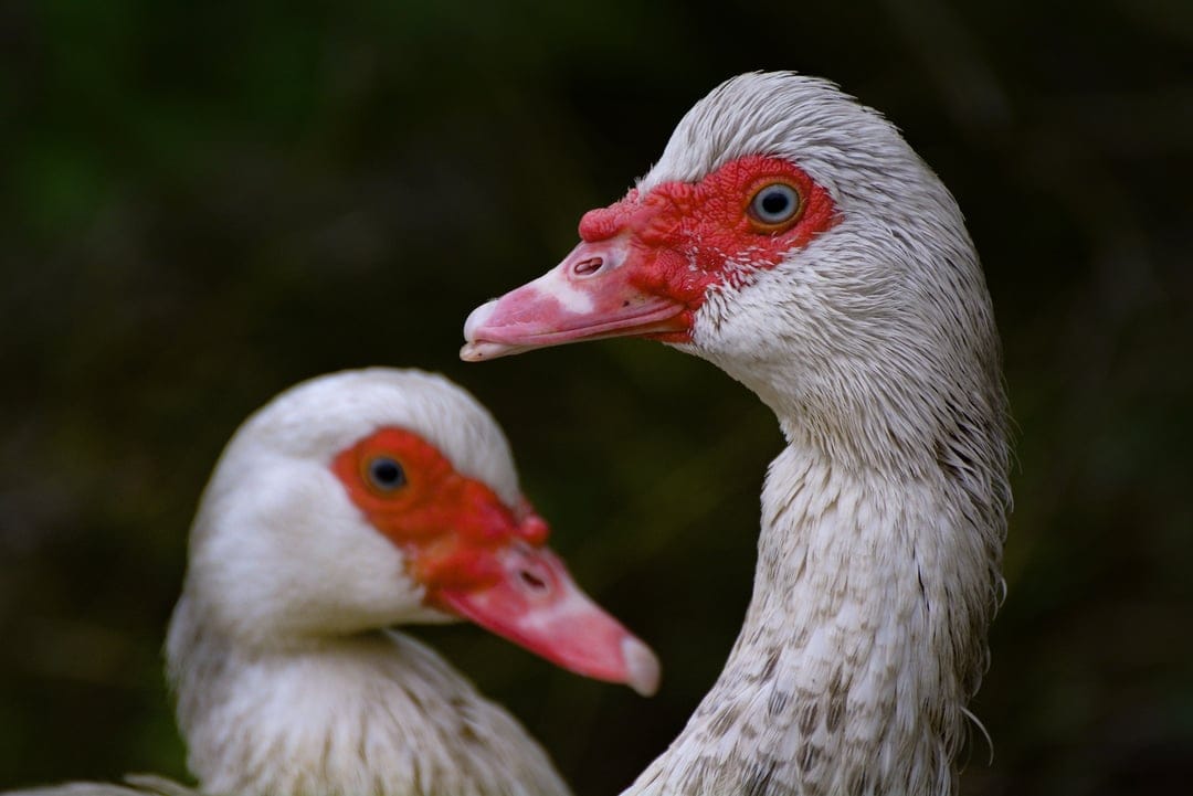 Muscovy ducks with red facial caruncles and white feathers against a dark blurred background.