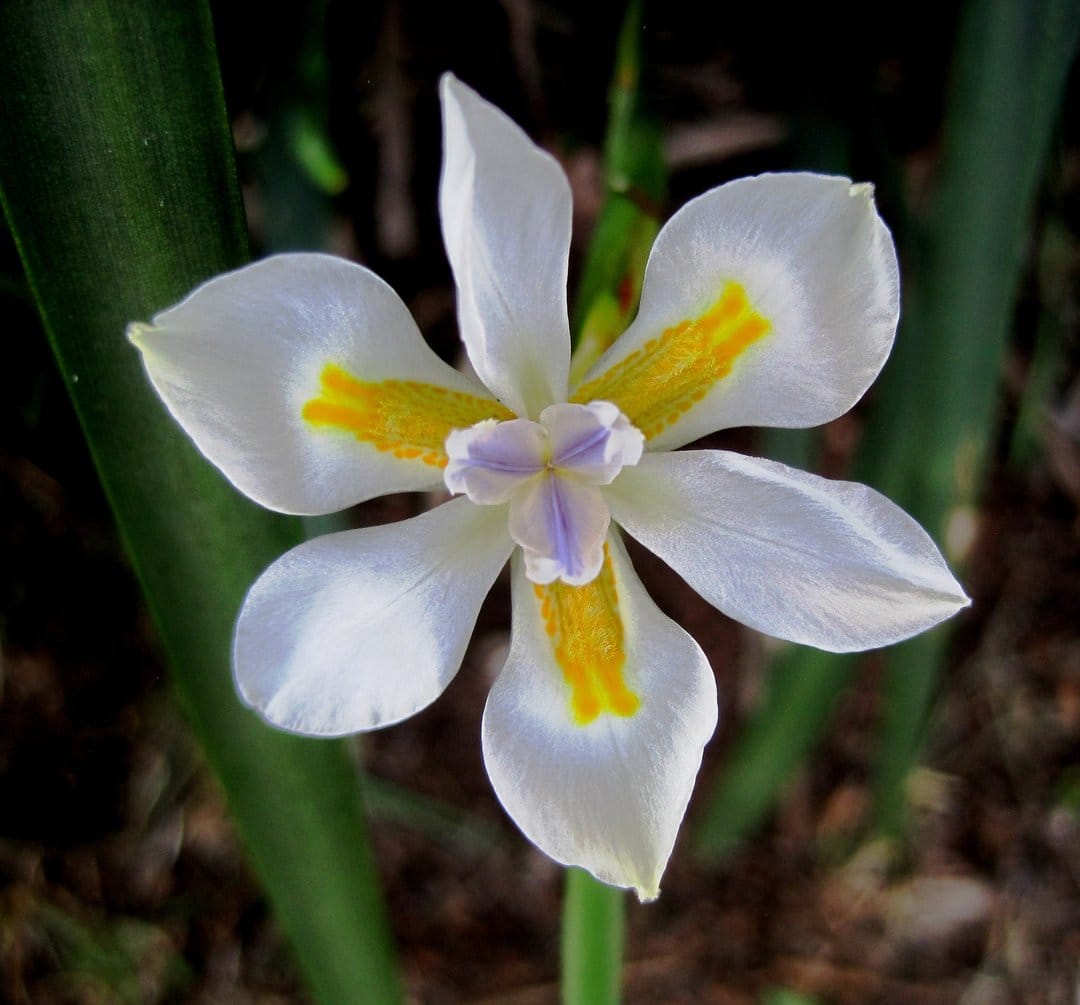 White African Iris flower with yellow markings and a purple center blooming against a soft green background.